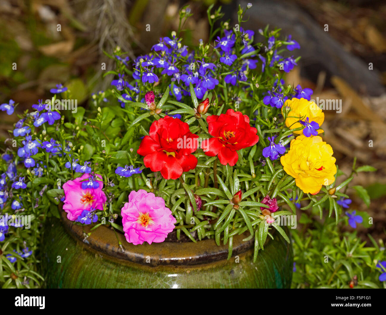 Masa de coloridas flores de primavera anuarios, amarillo, rojo, rosa y azul portulacas lobelia en recipiente de cerámica verde oscuro / POT Foto de stock