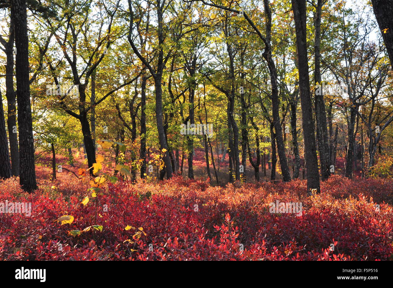 Los colores rojo y amarillo follaje en Nueva Jersey colinas al atardecer Foto de stock