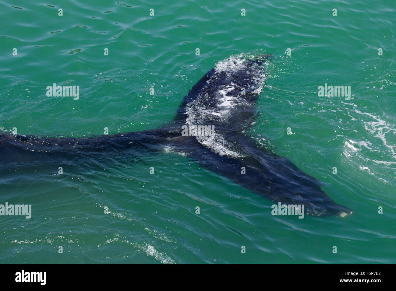 Ballena jorobada Foto de stock