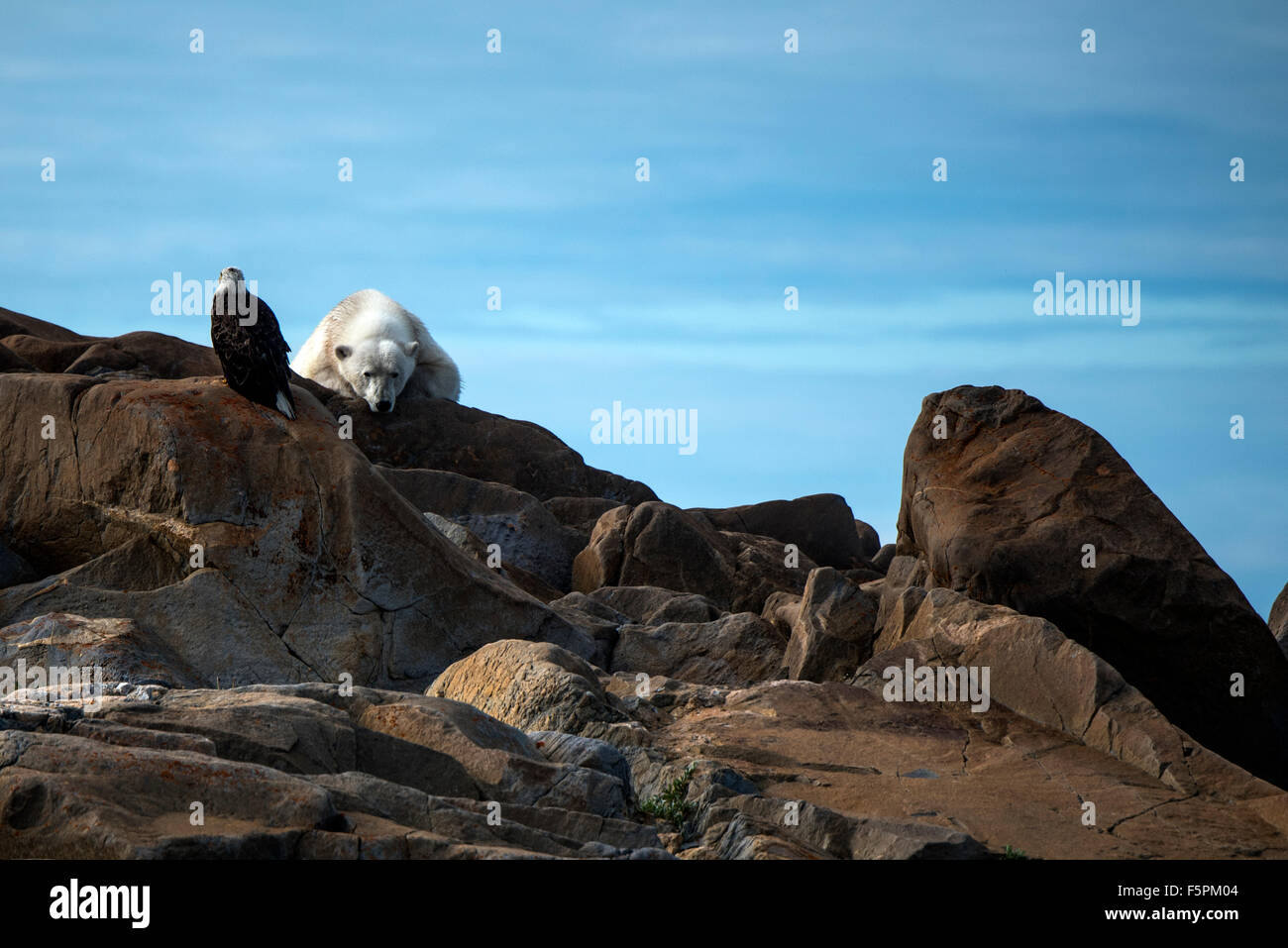 El oso polar (Ursus maritimus) adulto tumbado sobre rocas con el águila calva (Haliaeetus leucocephalus) Churchill, Manitoba, Canadá Foto de stock
