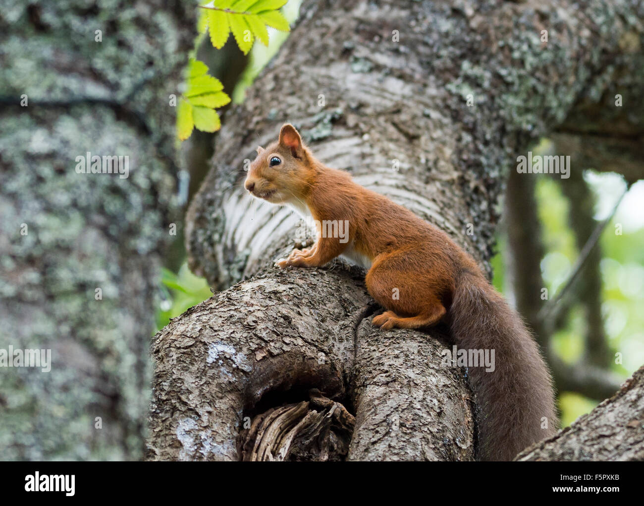Semejanza Manifiesto amanecer Ardilla roja en su hábitat natural en el bosque Birsemhor Fotografía de  stock - Alamy