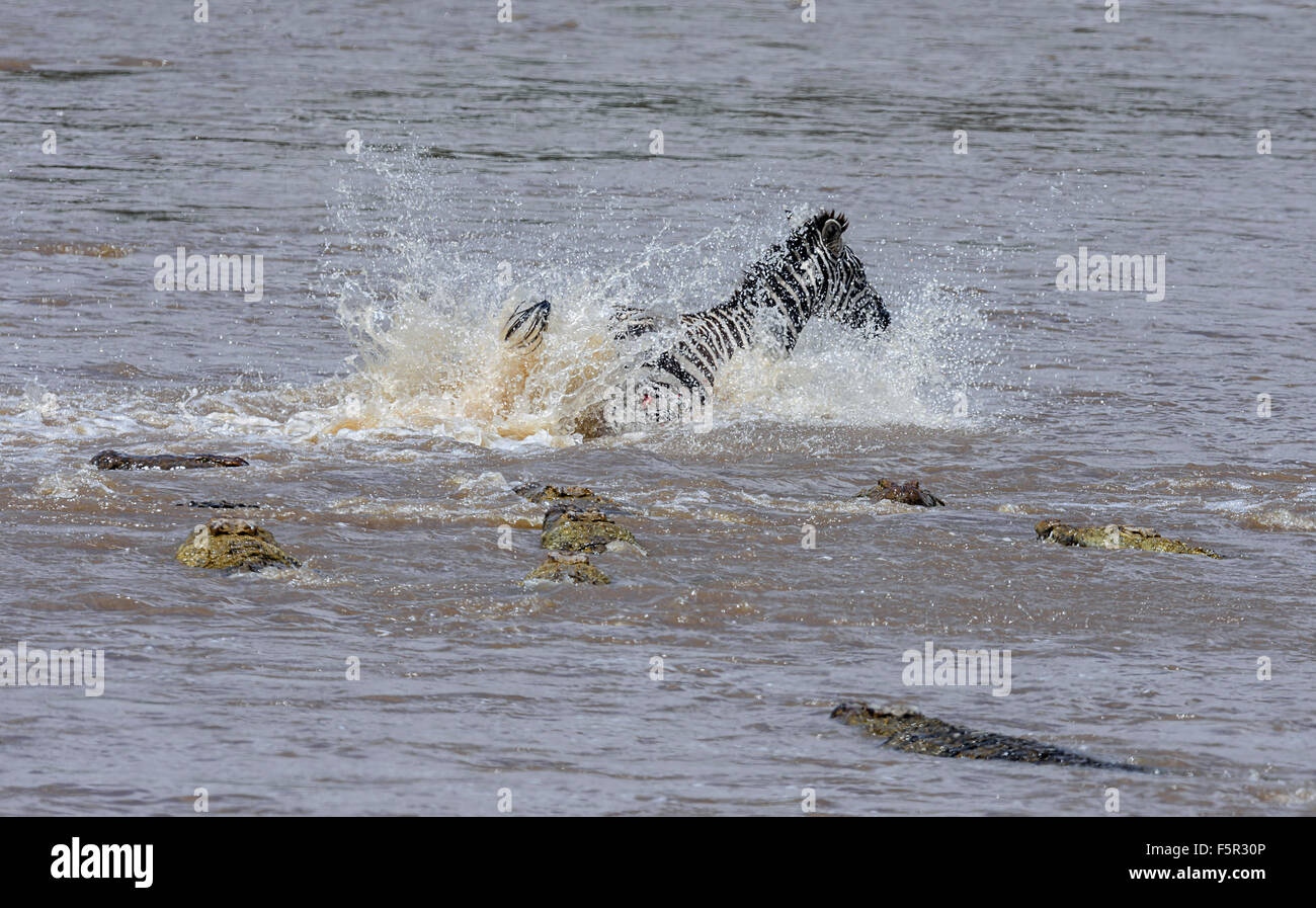 Llanuras cebra (Equus quagga) perseguidos por los cocodrilos del Nilo (Crocodylus niloticus) al cruzar el río, Río Mara, Masai Mara Foto de stock