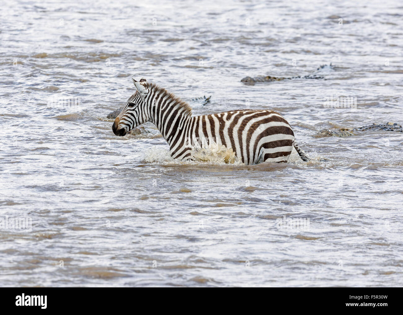 Llanuras cebra (Equus quagga) seguida por los cocodrilos del Nilo (Crocodylus niloticus) al cruzar el río, Río Mara Foto de stock