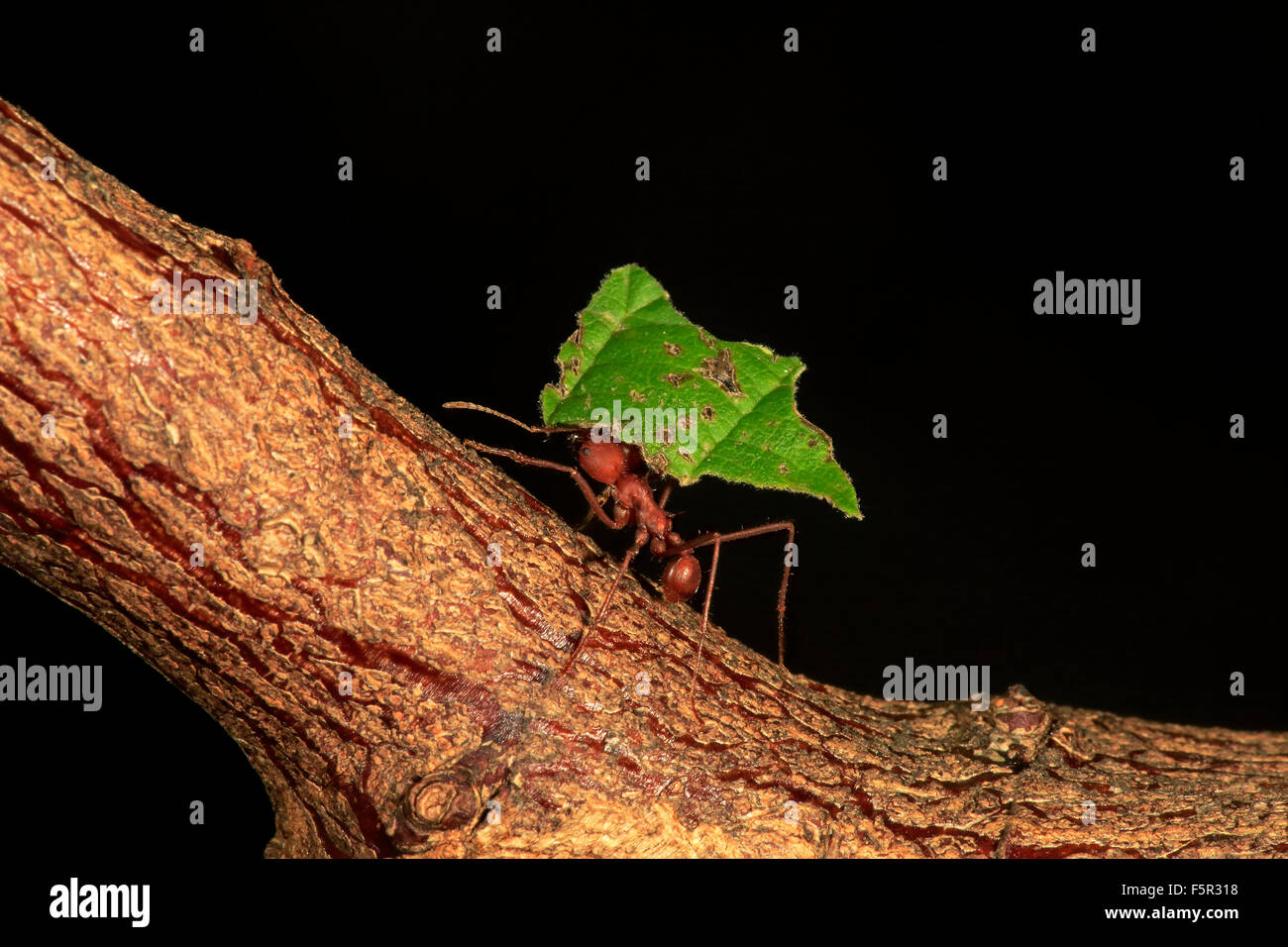Atta sexdens Leafcutter (ANT) transportando hoja cortada, que se encuentra en América Central y América del Sur, cautiva Foto de stock