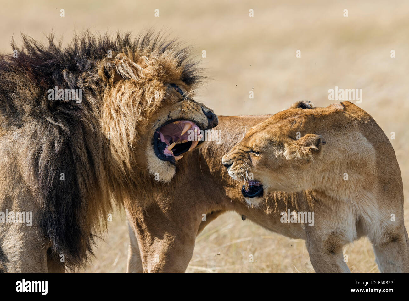 Los leones (Panthera leo), los juegos preliminares durante el apareamiento, el Masai Mara, Condado de Narok, Kenia Foto de stock