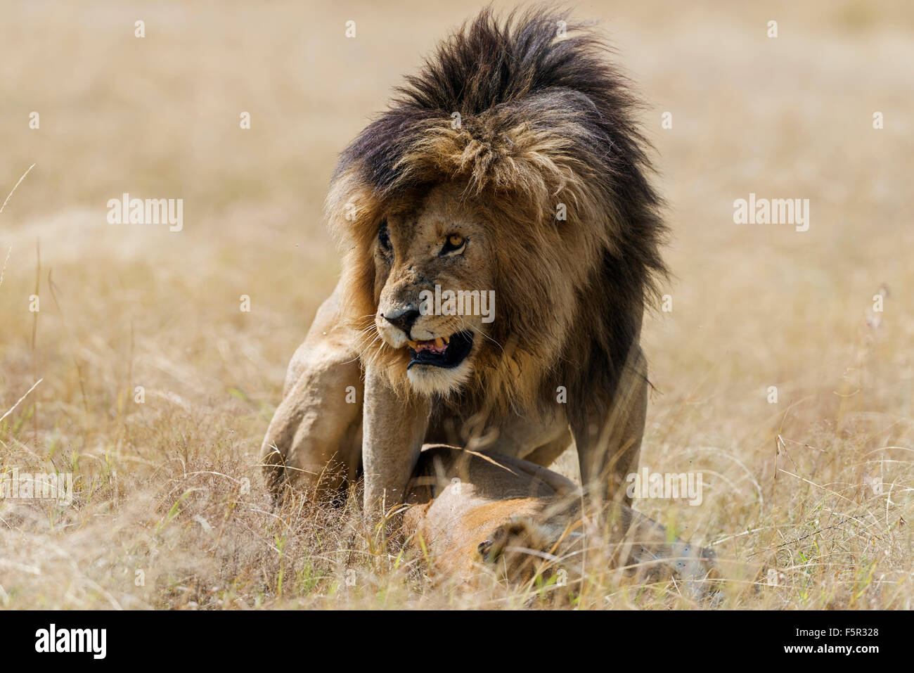 Los leones (Panthera leo), acoplamiento de Masai Mara, el condado de Narok, Kenia Foto de stock