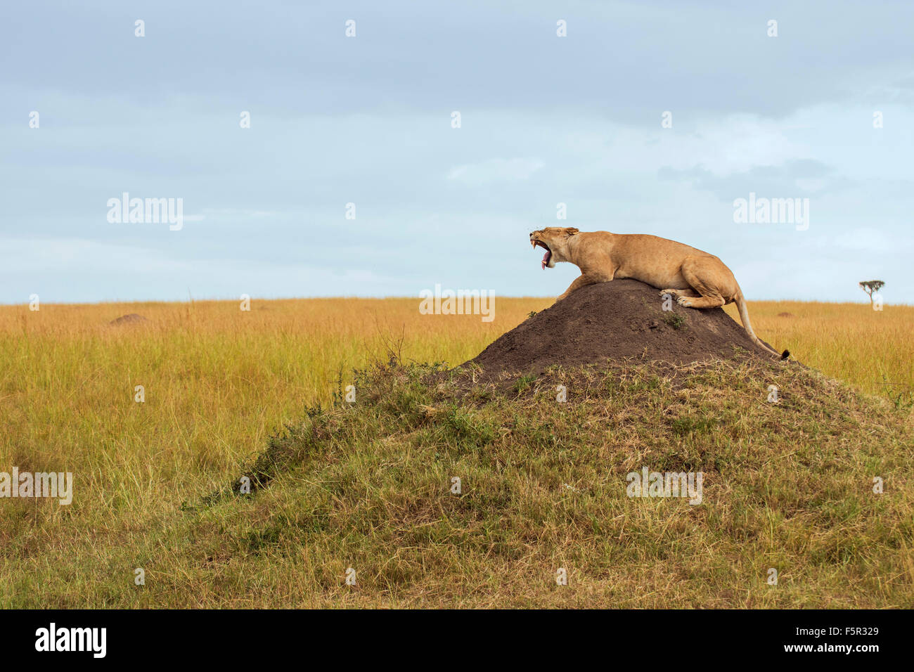 León (Panthera leo) tumbado sobre termitero, bostezar Maasai Mara, Condado de Narok, Kenia Foto de stock
