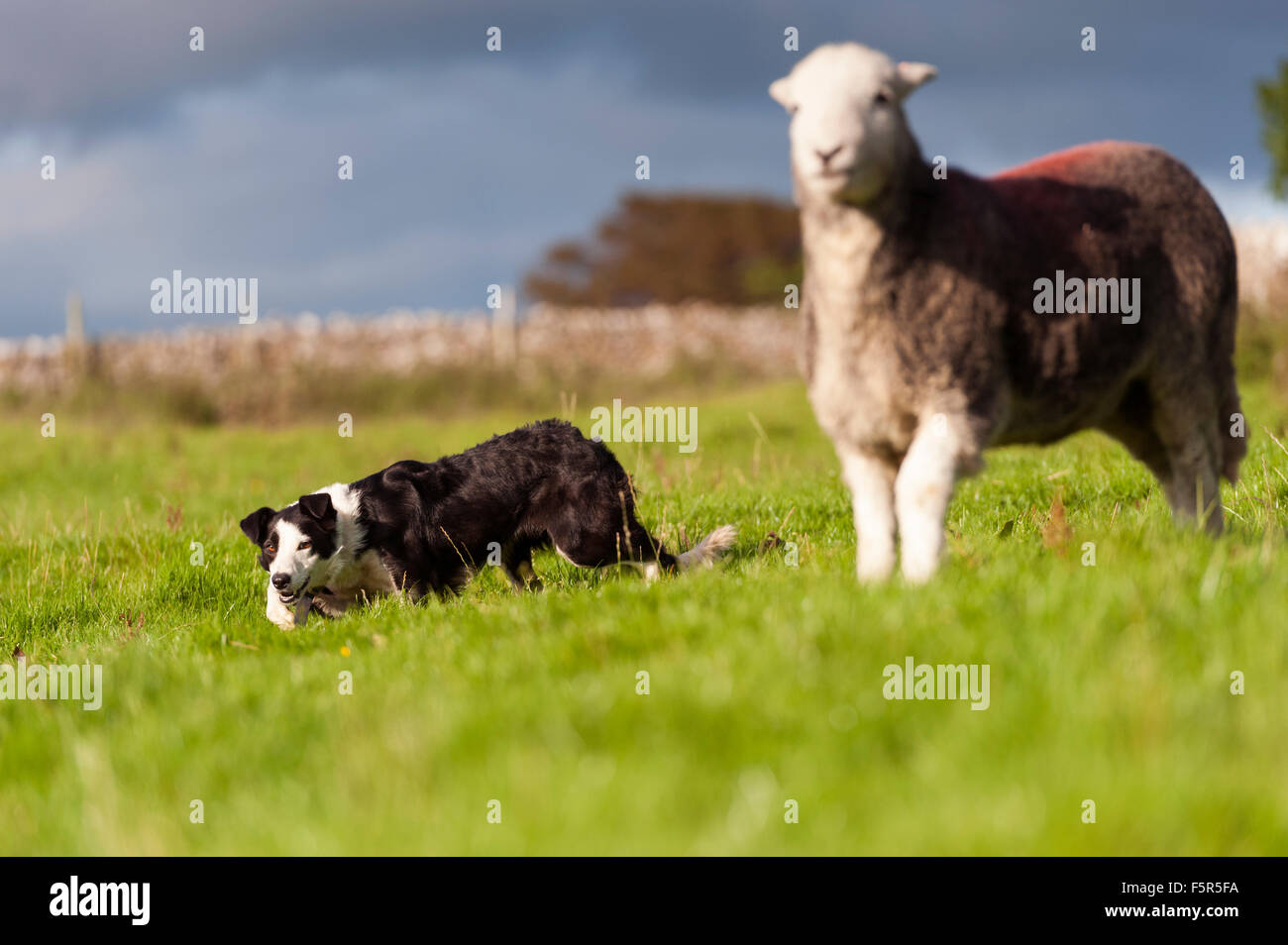 Border Collie ovejero herdwick trabajando una oveja. Foto de stock