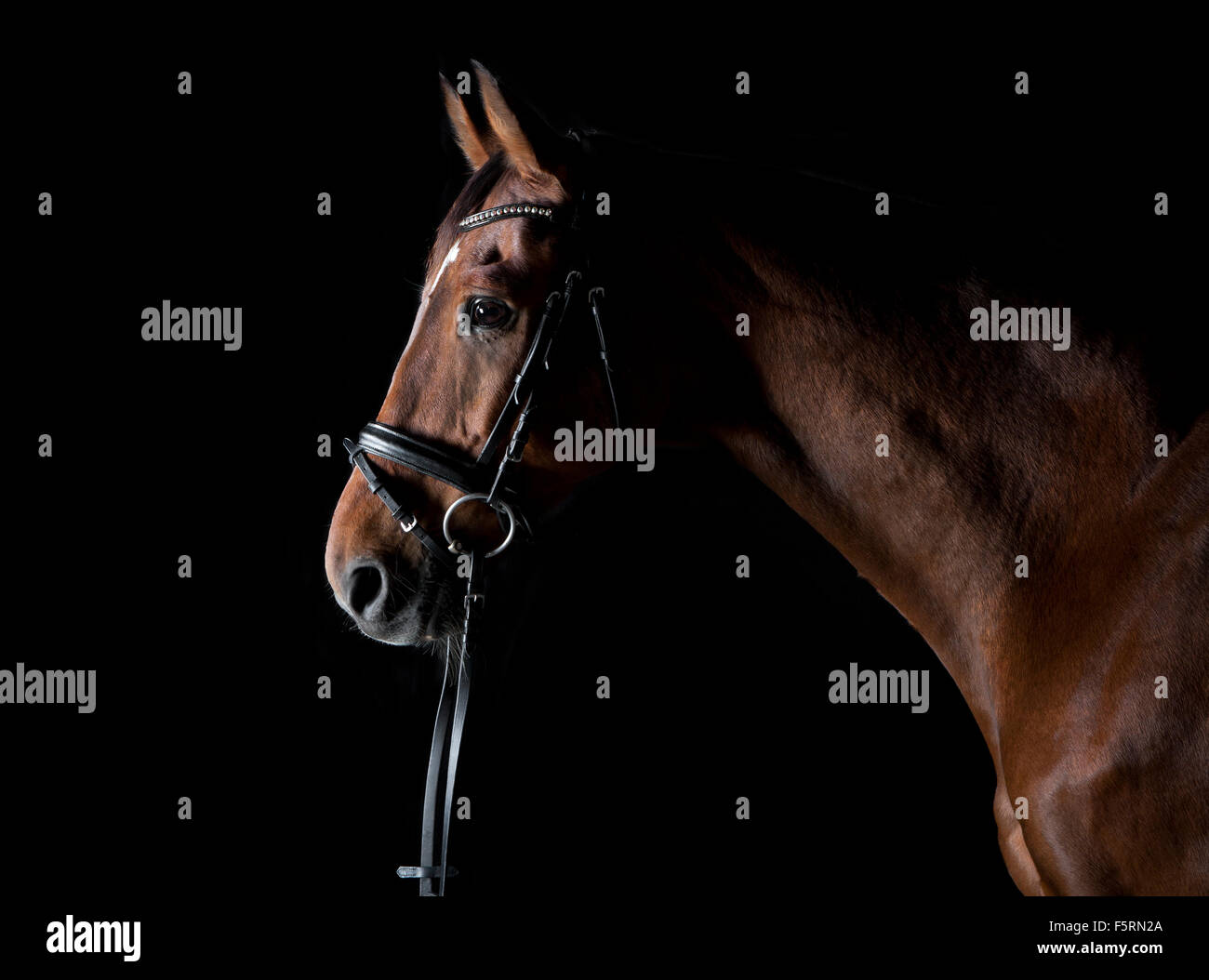 Una cabeza de caballo marrón con cabestro contra fondo negro Foto de stock