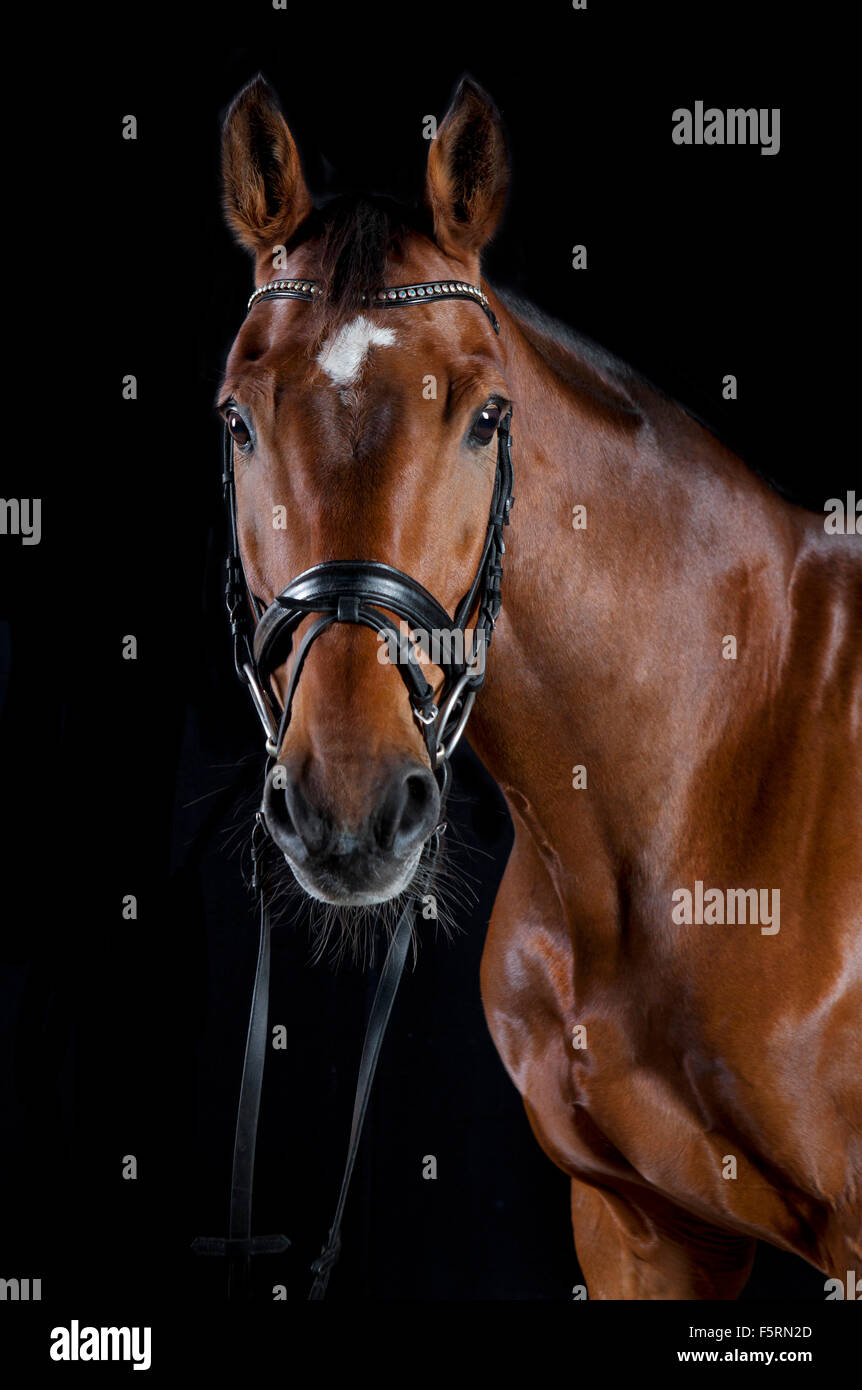 Una cabeza de caballo marrón con cabestro contra fondo negro Foto de stock