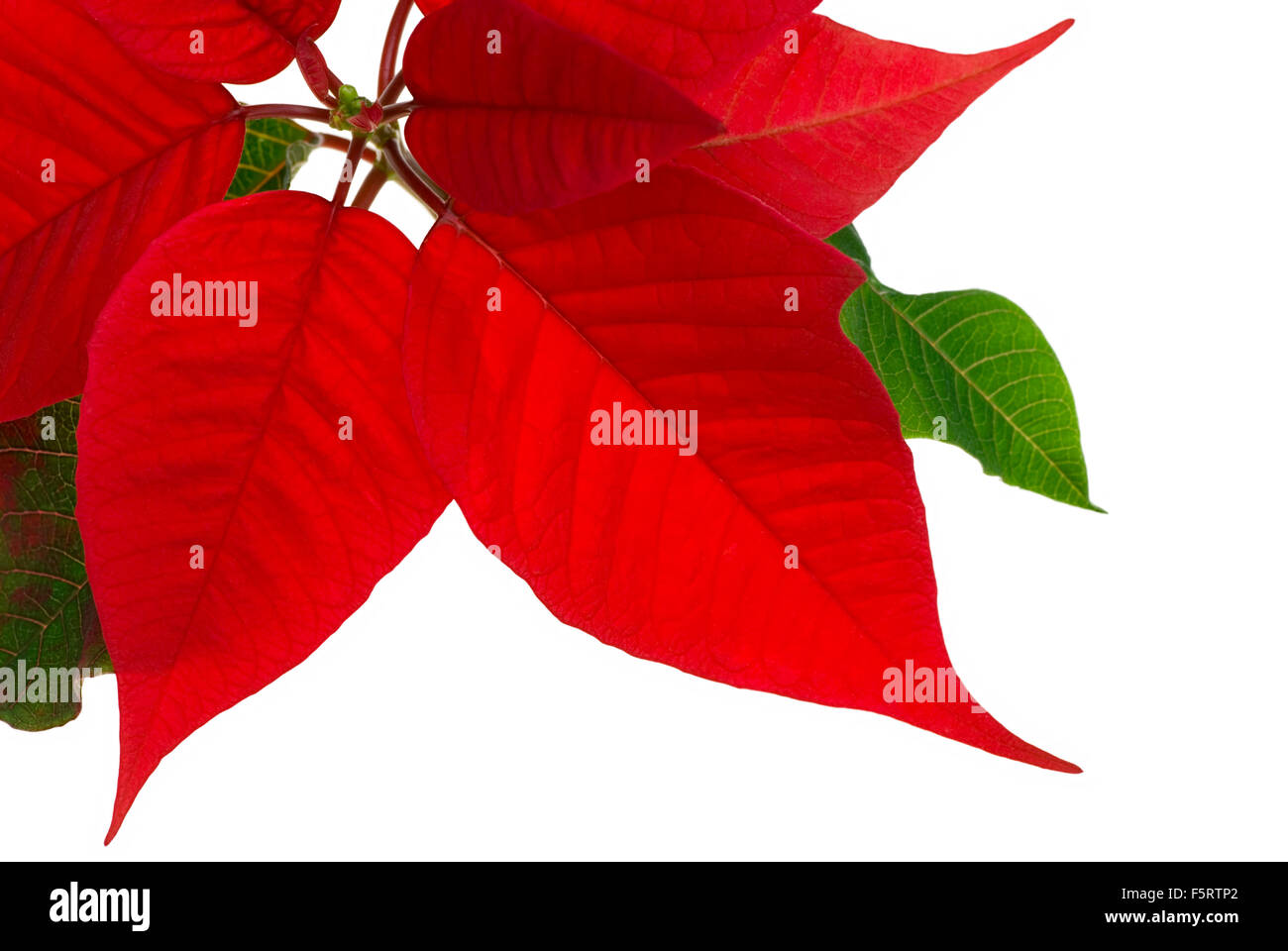 Hojas de flor de pascua fotografías e imágenes de alta resolución - Alamy Hojas de flor de pascua fotografías e imágenes de alta resolución - Alamy