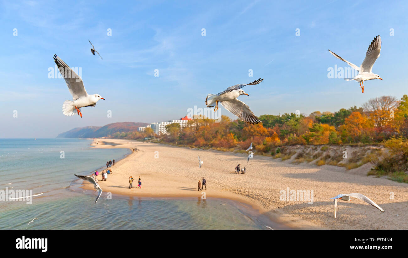 Las aves que vuelan por encima de la playa, del mar Báltico, Polonia. Foto de stock