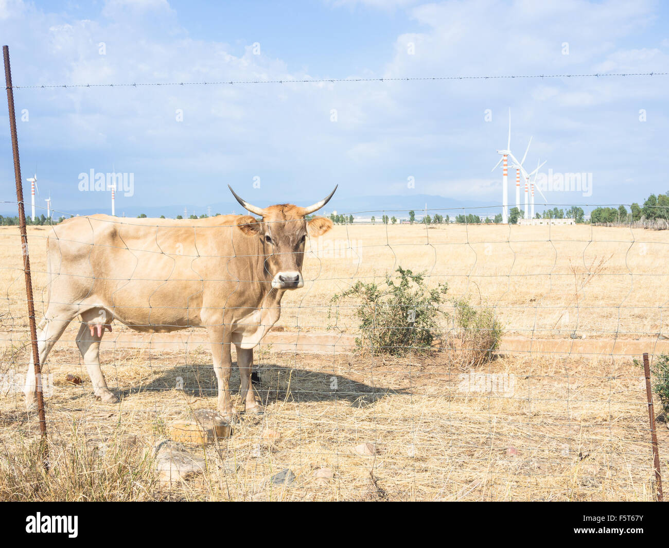 Turbinas de bovino país. Curiosidades mírame bovina en el país Foto de stock