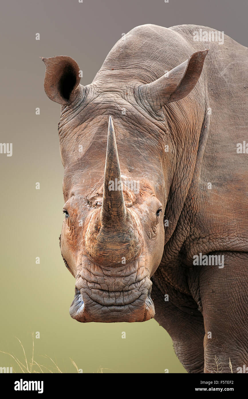 Close-up retrato de rinoceronte blanco Ceratotherium Simum;; Sudáfrica Foto de stock