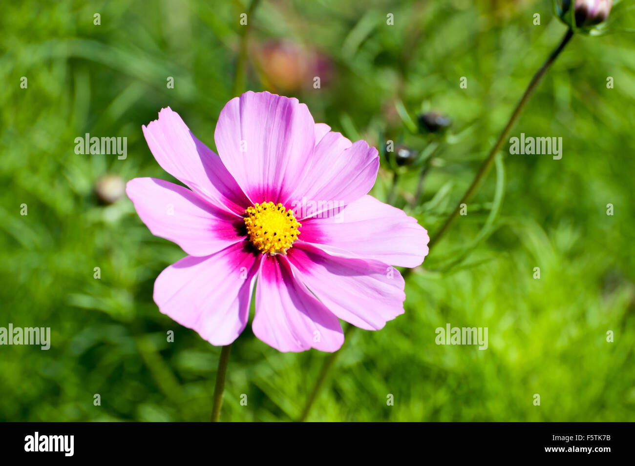 Hermosas flores rosas en el jardín Cosmos bipinnatus o aster