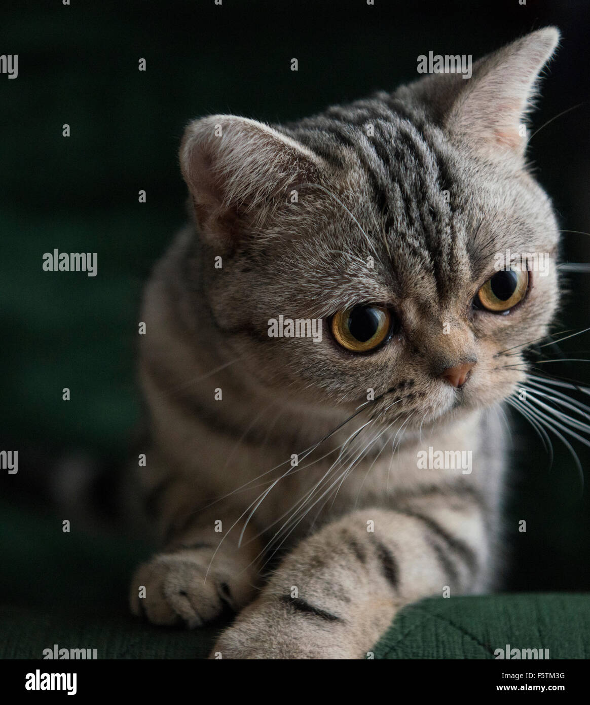 American Shorthair gato atigrado con brazos arriba en la silla mirando a lo largo de la cámara Foto de stock