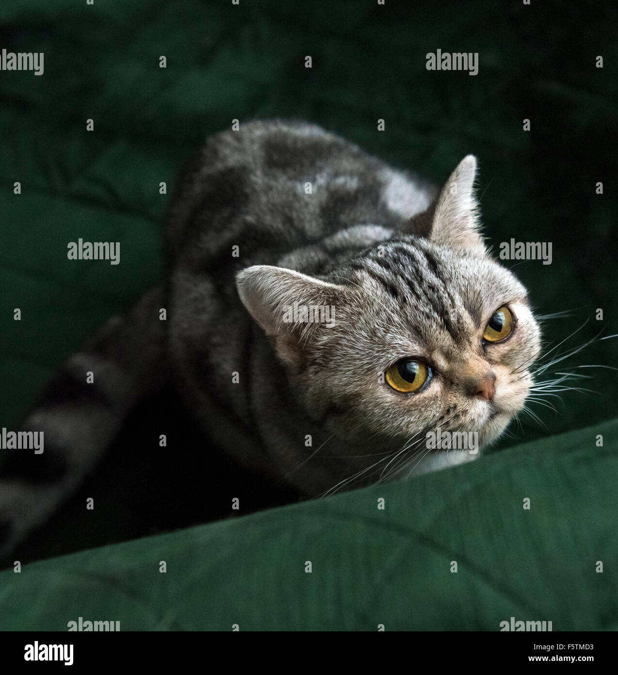 American Shorthair gato atigrado sentado mirando hacia la cámara Foto de stock