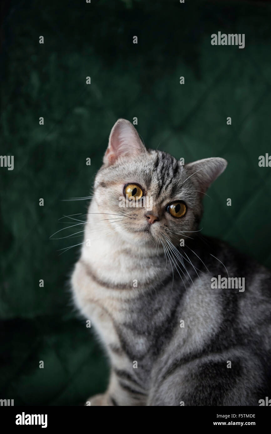 American Shorthair gato atigrado sentado mirando por encima de su sholder en la cámara contra un sillón verde Foto de stock