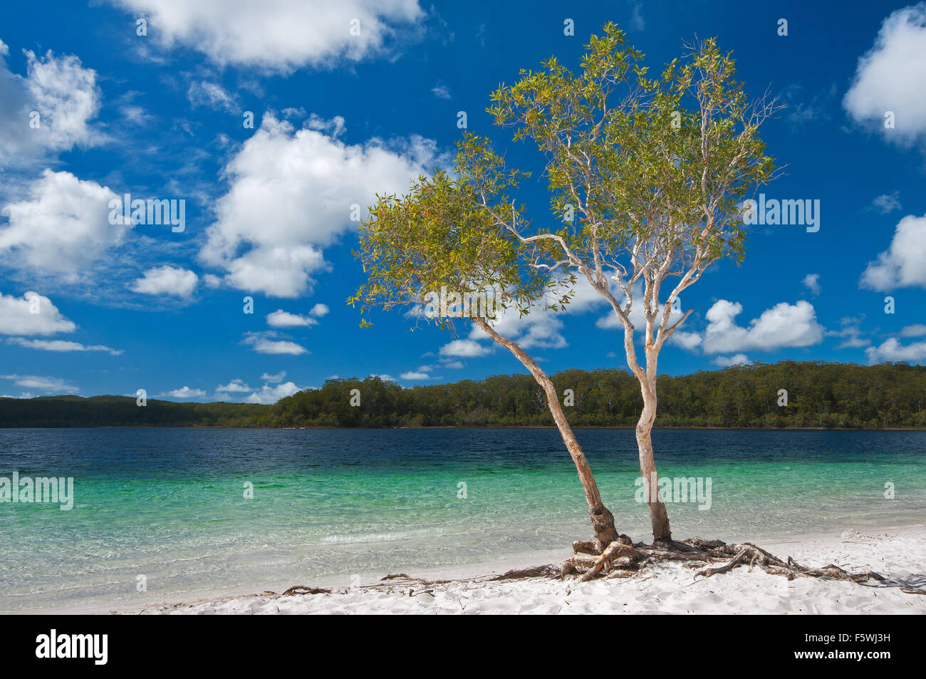 Tea Tree a orillas del lago McKenzie, uno de los tesoros de Fraser Island. Foto de stock