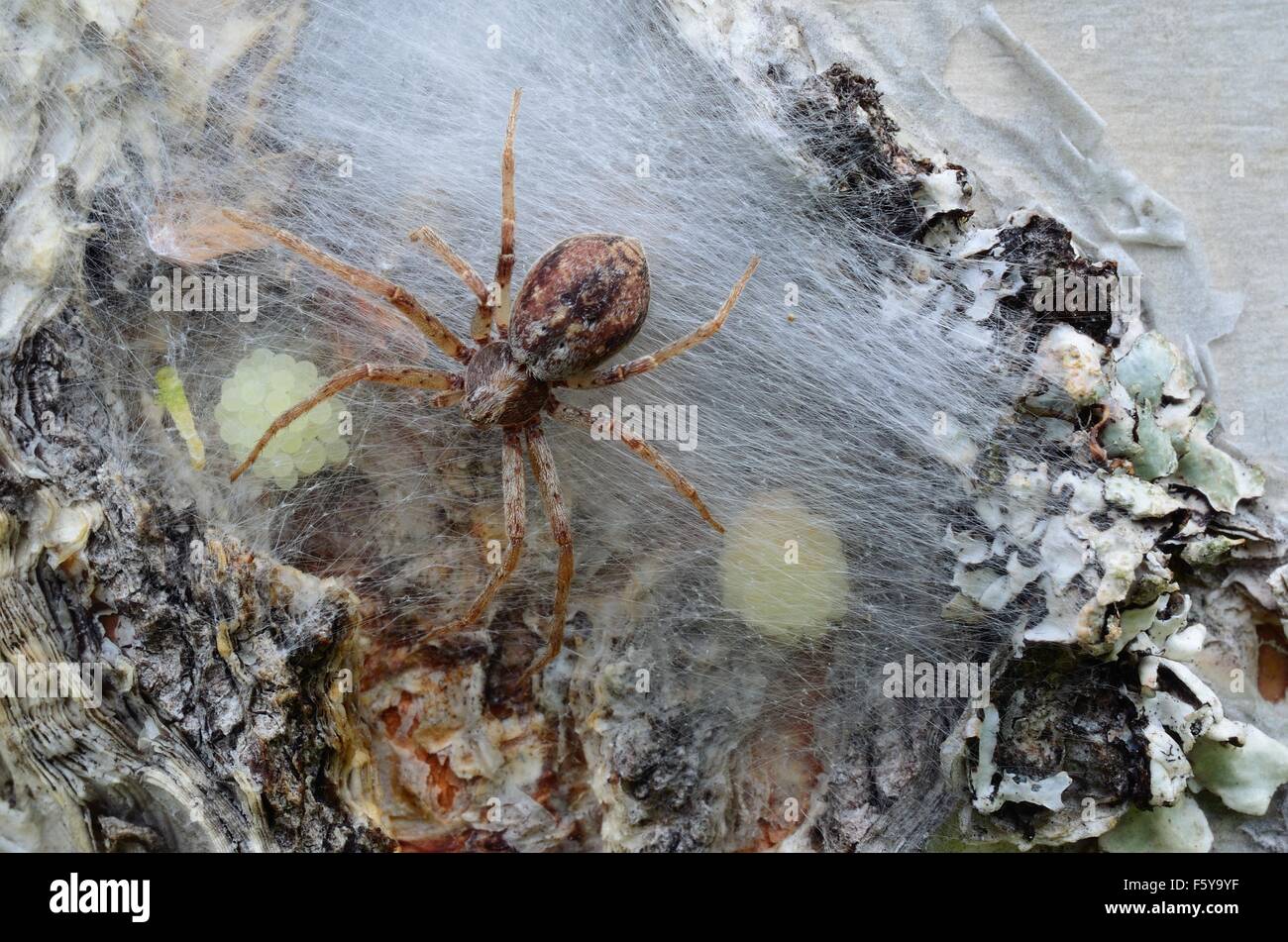 Madre araña en Birch Tree protegiendo sus huevos tras gruesas de araña Foto de stock
