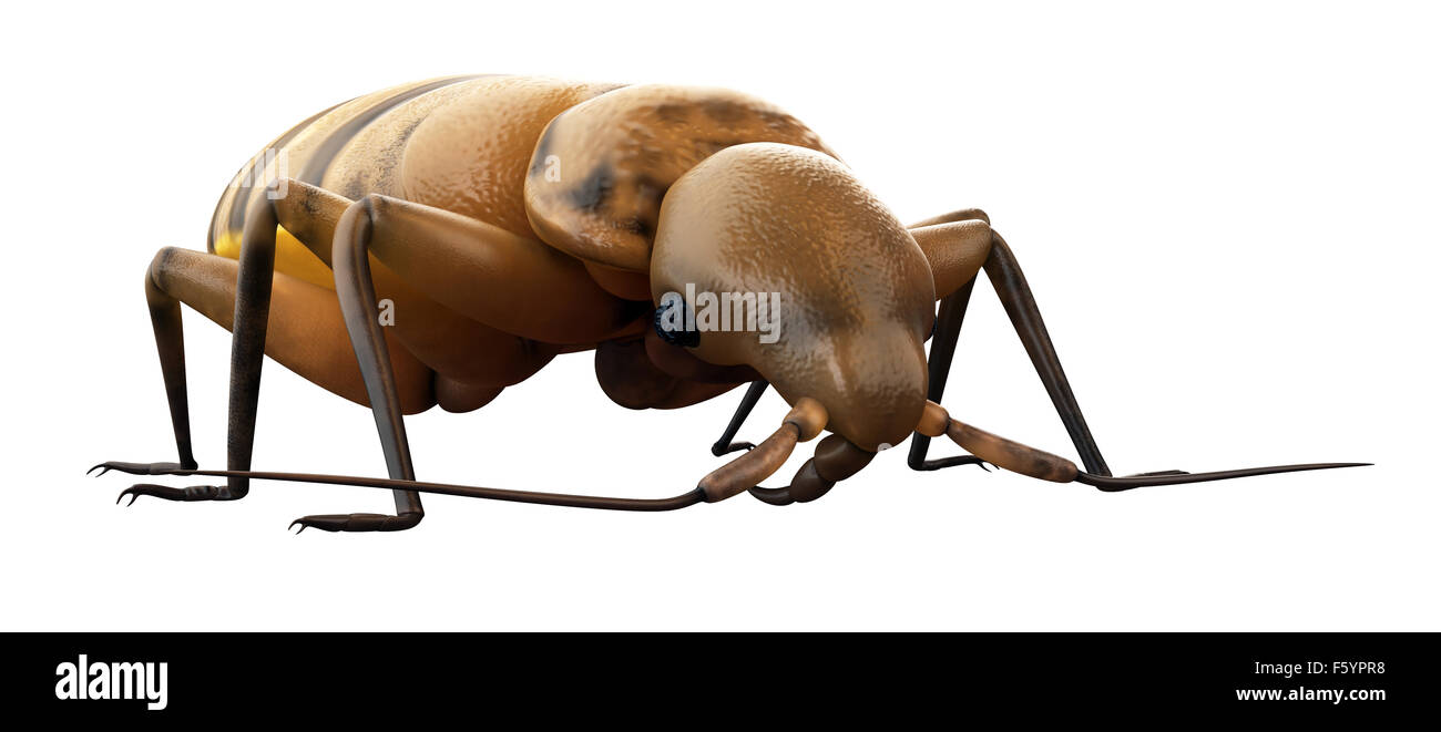 Ilustración médica precisa de un bed bug Foto de stock