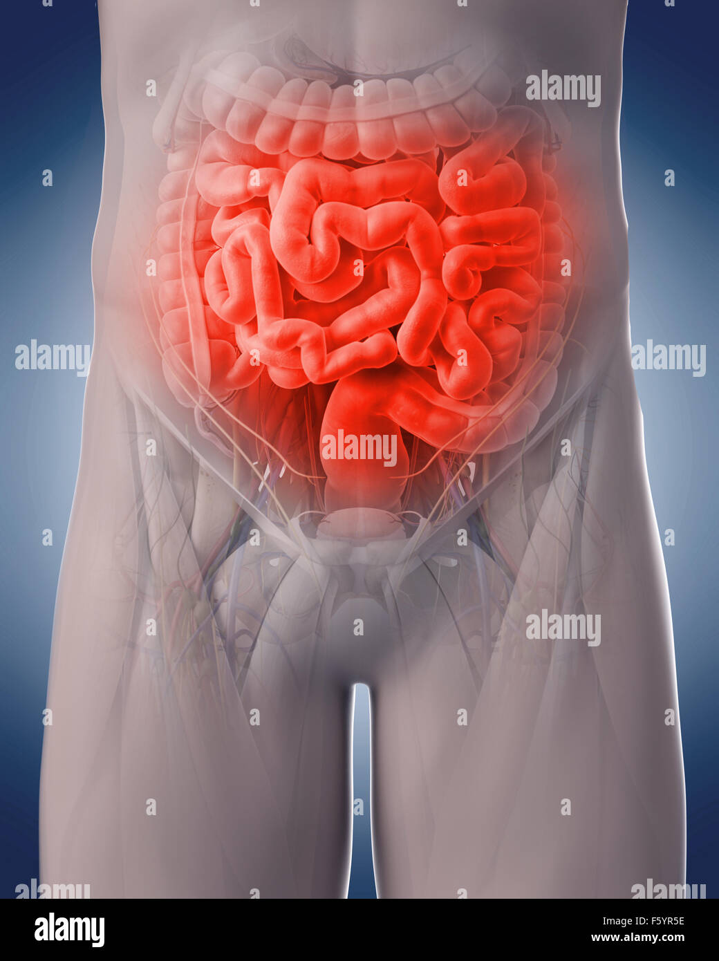Ilustración 3d médicos de un doloroso intestino Foto de stock