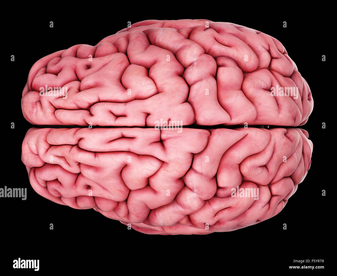 Ilustración médica precisa del cerebro Foto de stock