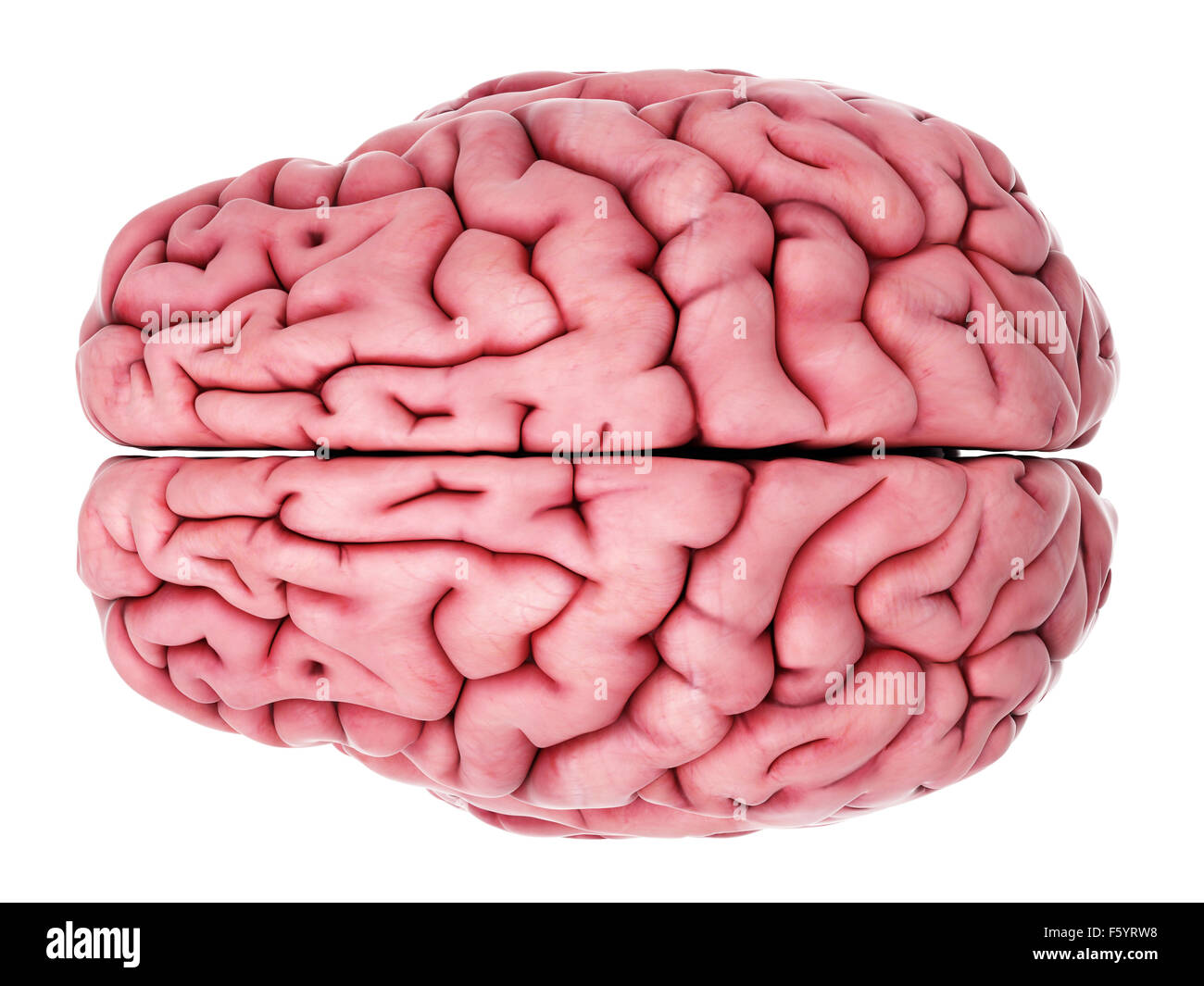 Ilustración médica precisa del cerebro Foto de stock