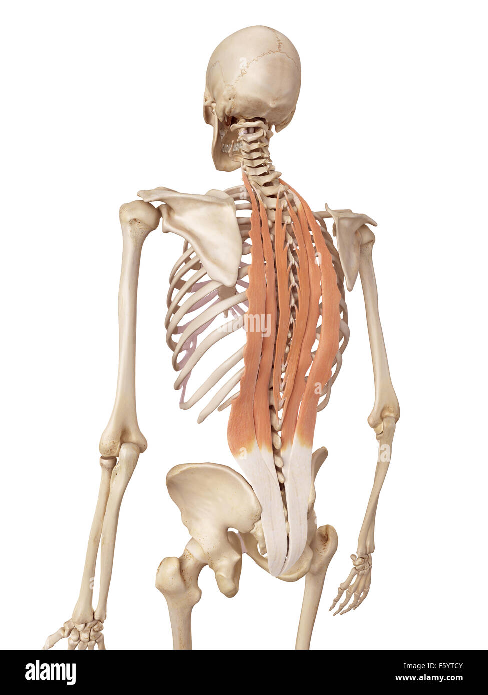 Medical precisa ilustración de los músculos de la espalda profunda Foto de stock