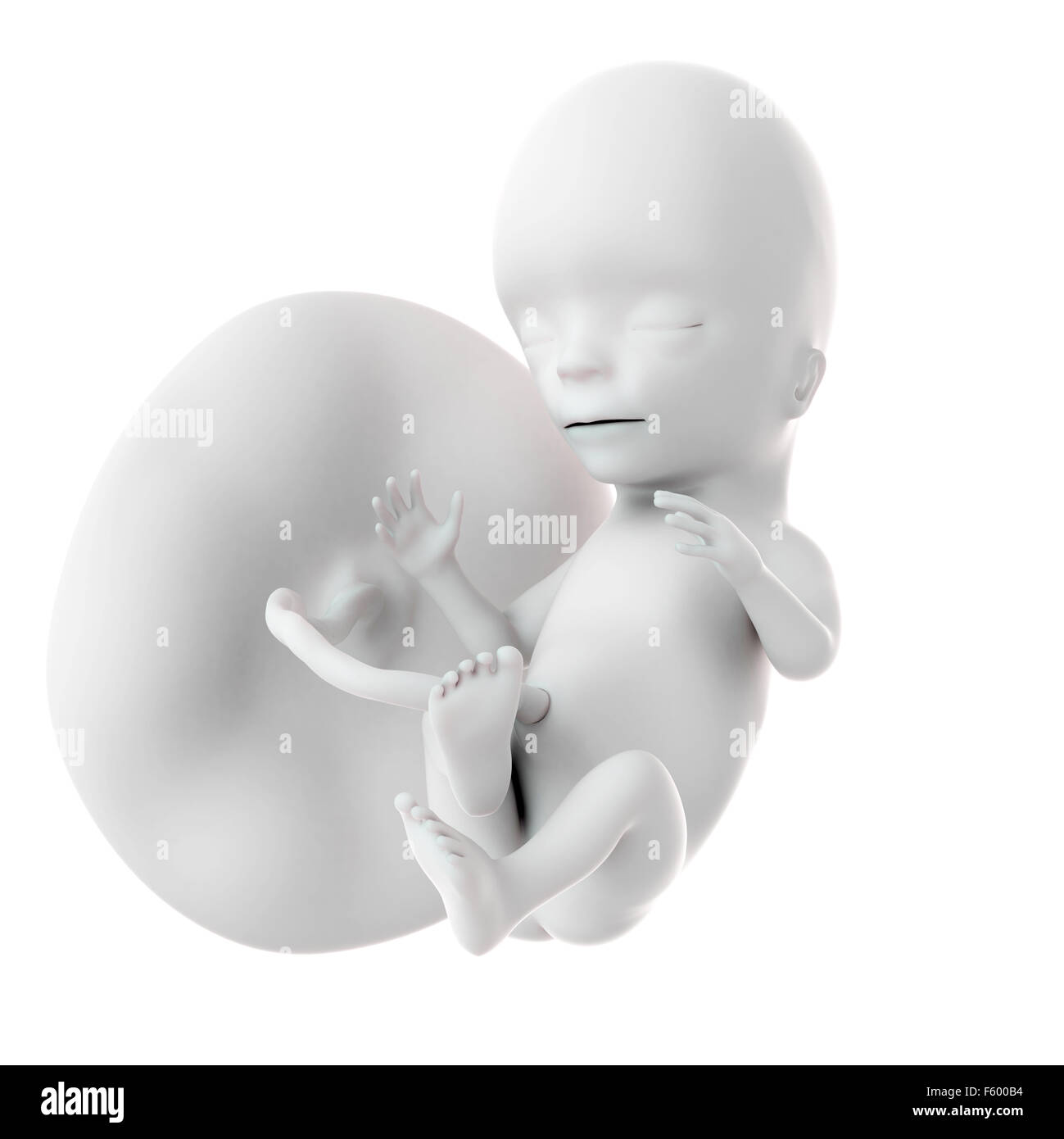 Ilustración médica precisa de un feto de 15 semanas Foto de stock