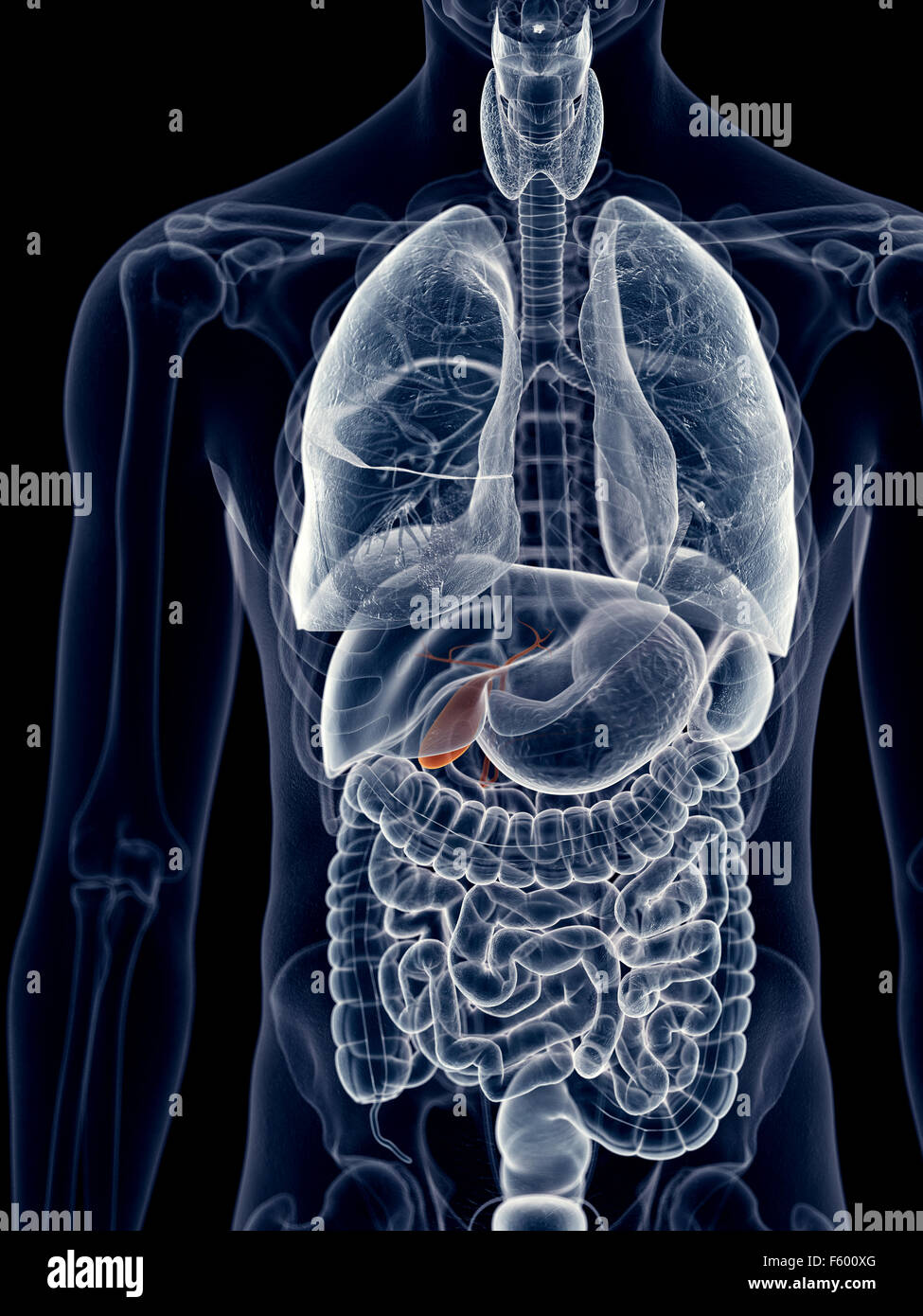 Ilustración médica exacta de la vesícula biliar Foto de stock