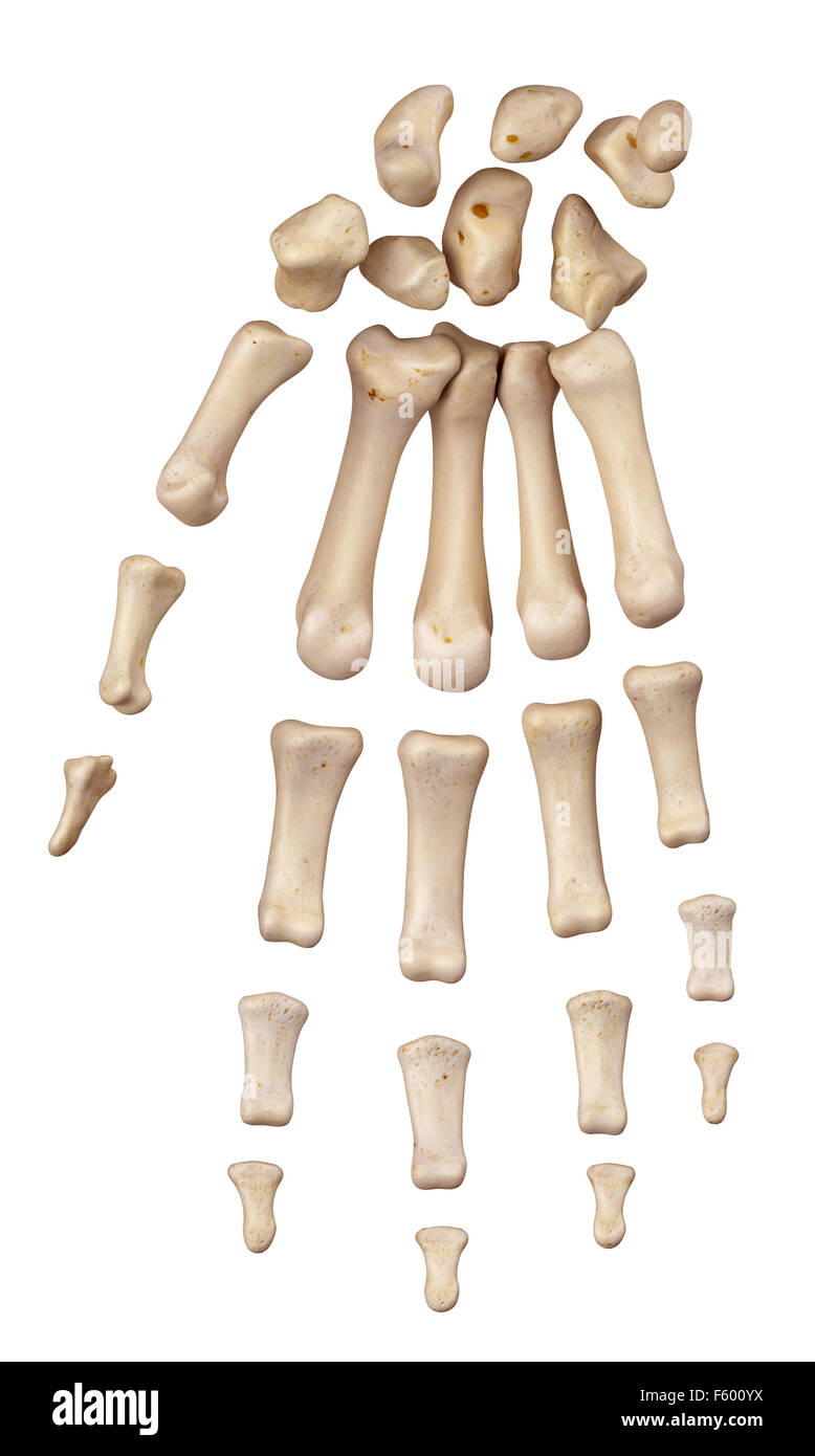 Ilustración médica exacta de los huesos de la mano Foto de stock