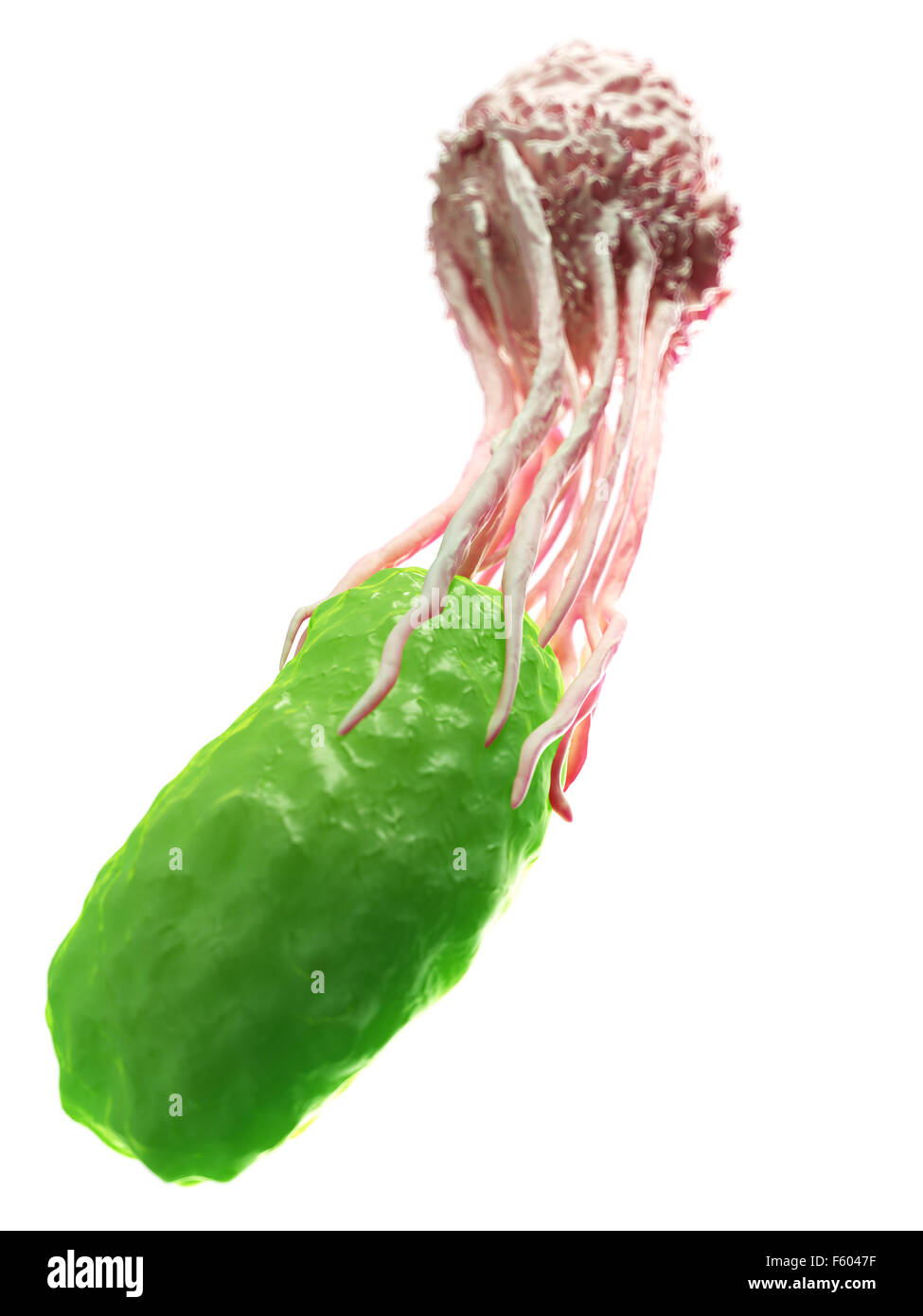 Ilustración médica precisa de un glóbulo blanco envolviendo una bacteria Foto de stock