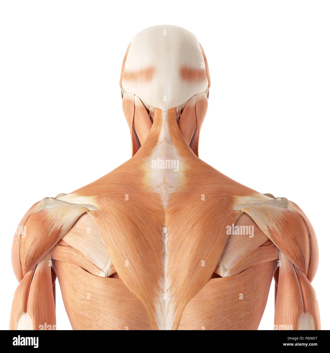 Músculos de la parte superior de la espalda fotografías e imágenes de alta  resolución - Alamy