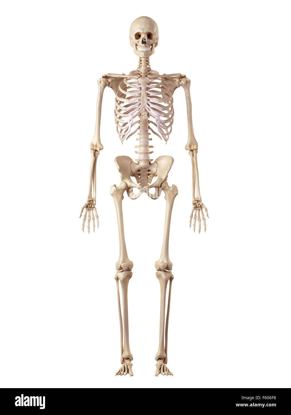 Medical precisa ilustración del esqueleto humano Foto de stock
