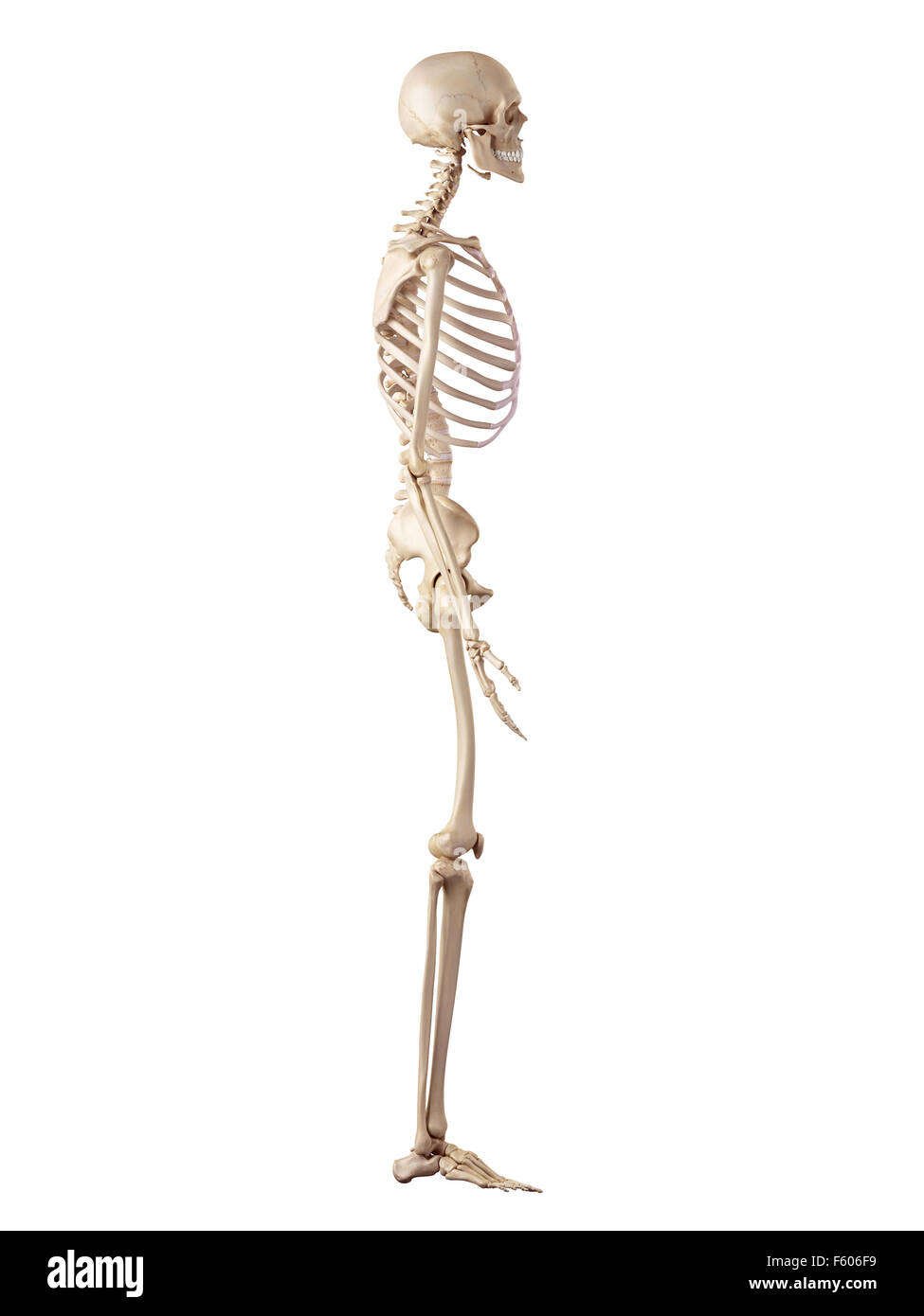 Medical precisa ilustración del esqueleto humano Foto de stock