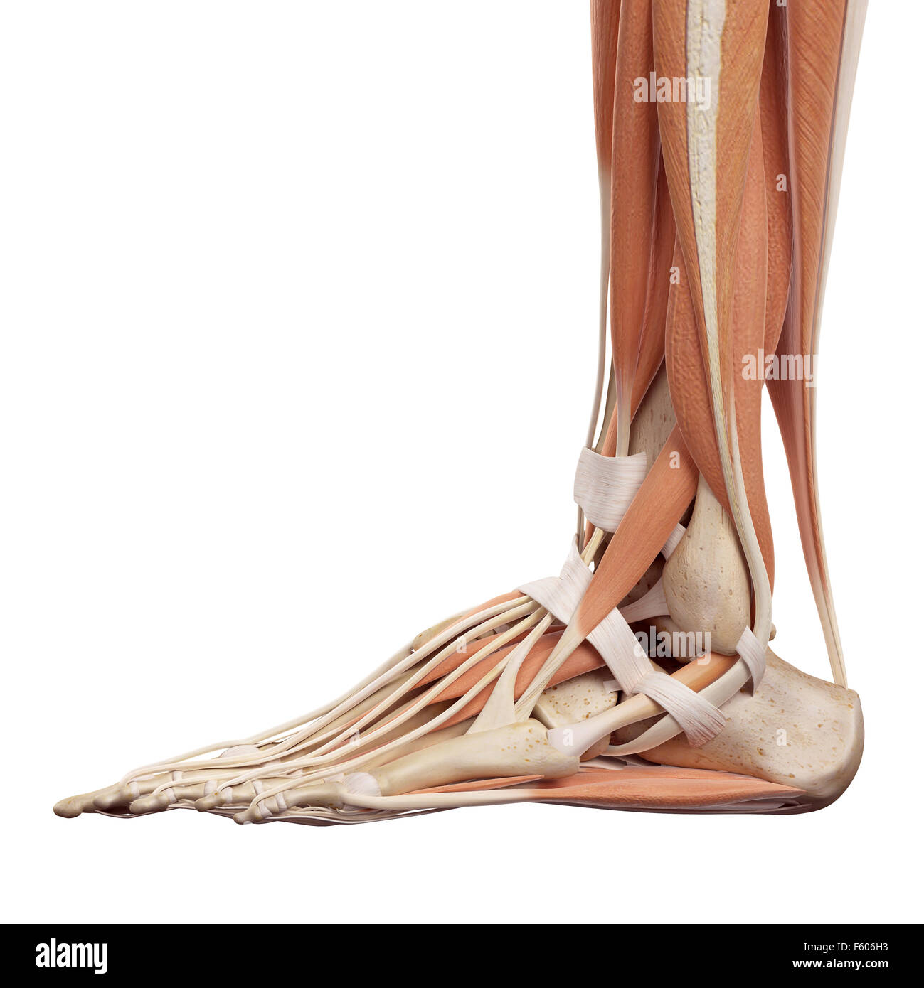 Ilustración precisa médicos del pie Músculos Foto de stock