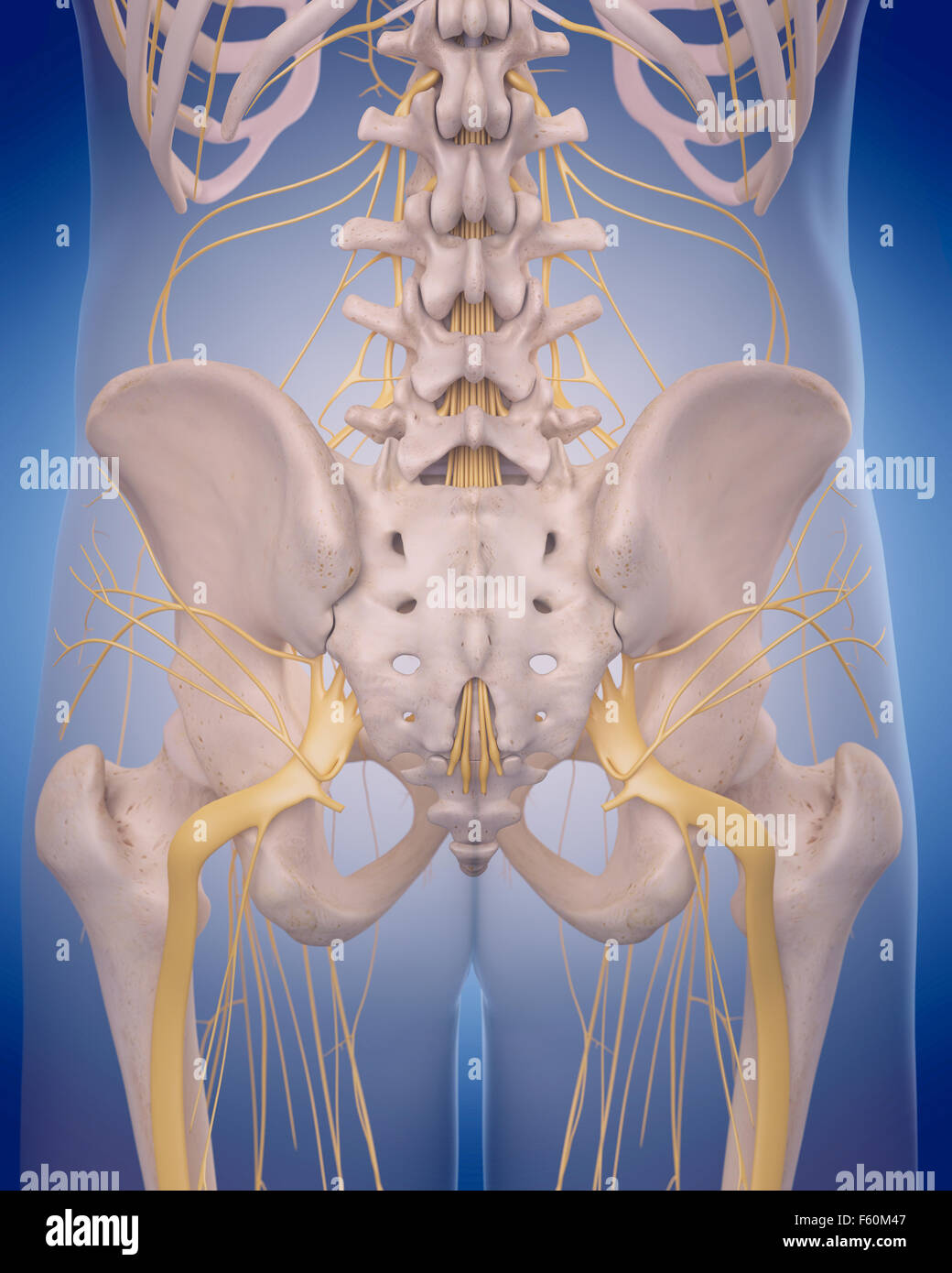 Ilustración médica precisa - nervio ciático Foto de stock