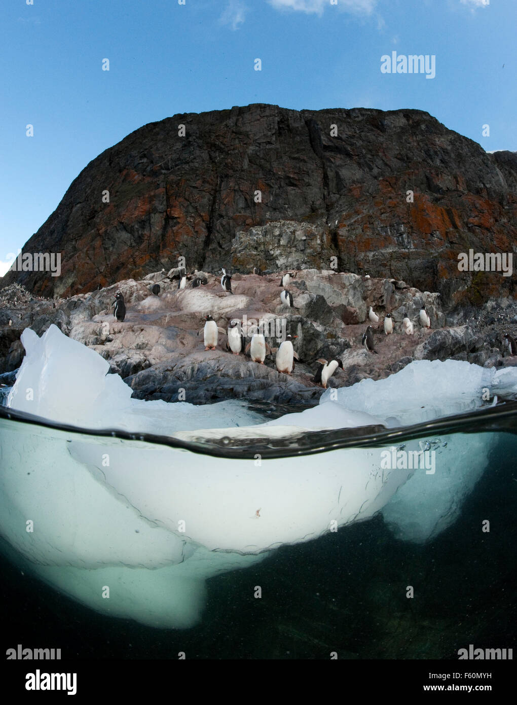 Pingüino de Gentoo Foto de stock