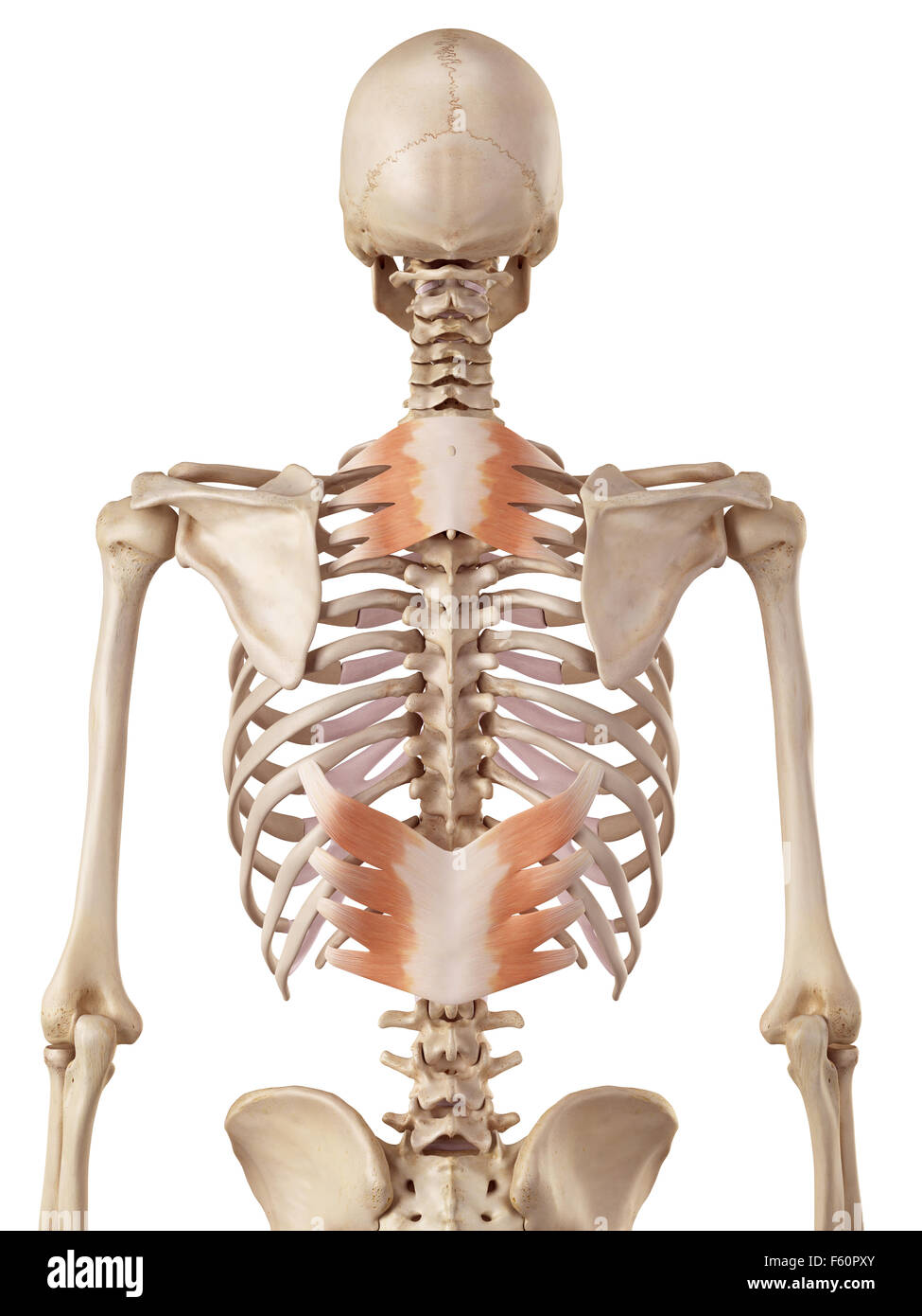 Medical precisa ilustración del músculo serrato posterior Fotografía de