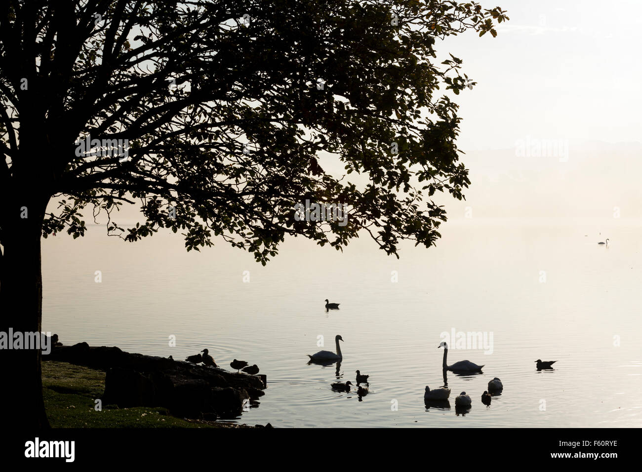 Las aves en un lago al amanecer, REINO UNIDO Foto de stock