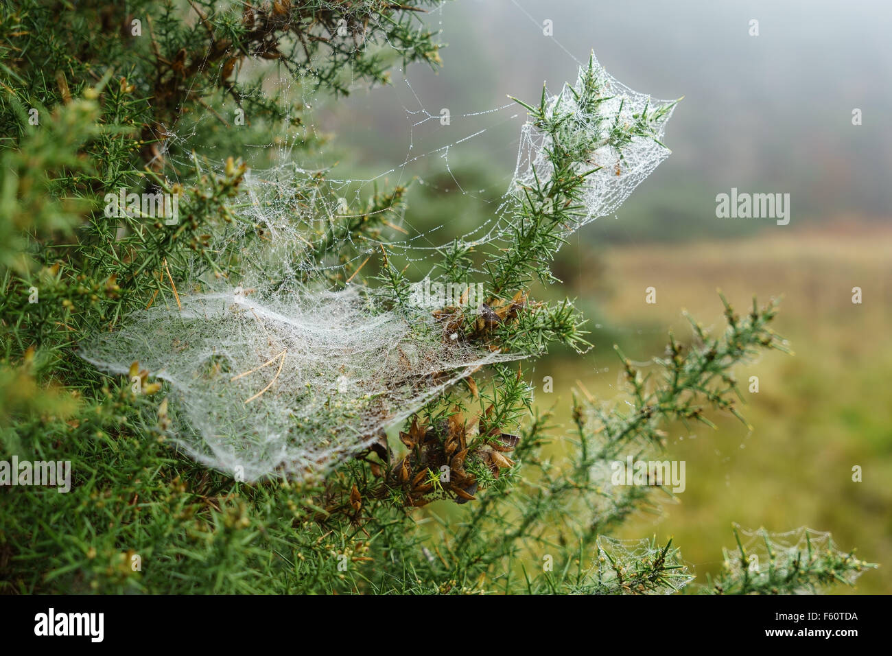 Una tela de araña en un tojo planta, cubiertas de gotas de agua en la niebla, en Escocia. Foto de stock