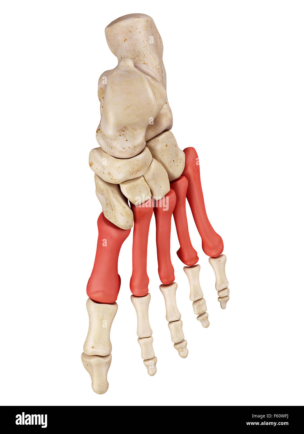 Medical precisa ilustración del hueso metatarso Fotografía de stock Alamy