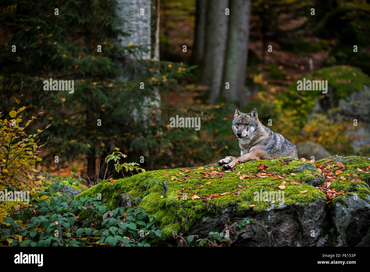 Unión lobo gris (Canis lupus) descansando sobre una roca en el bosque Foto de stock