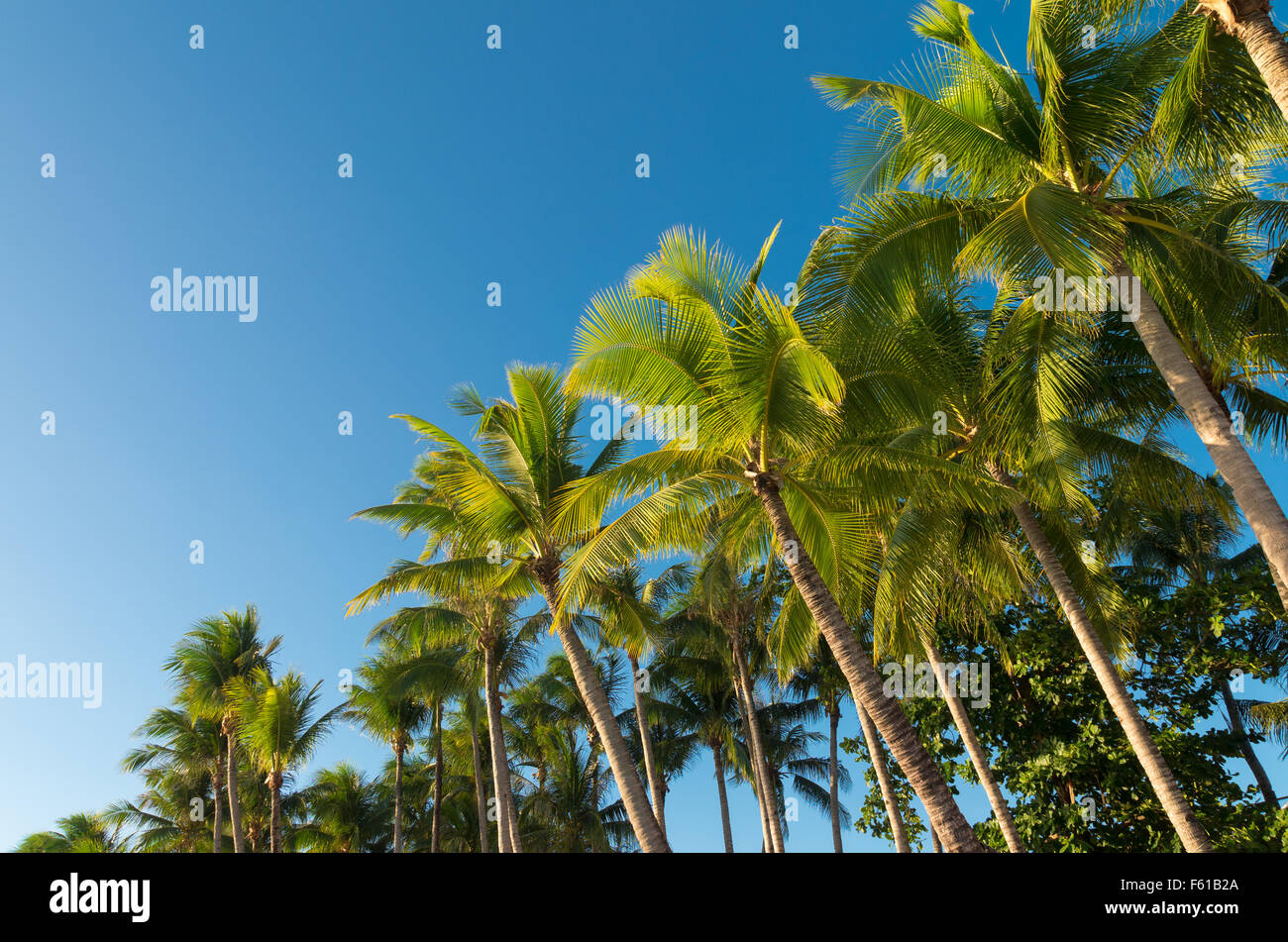 Hilera de palmeras contra un cielo azul Foto de stock
