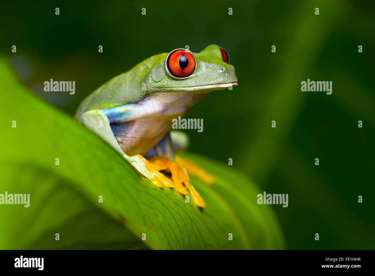 Red-Eyed Amazon Tree Frog (Agalychnis callidryas) Foto de stock