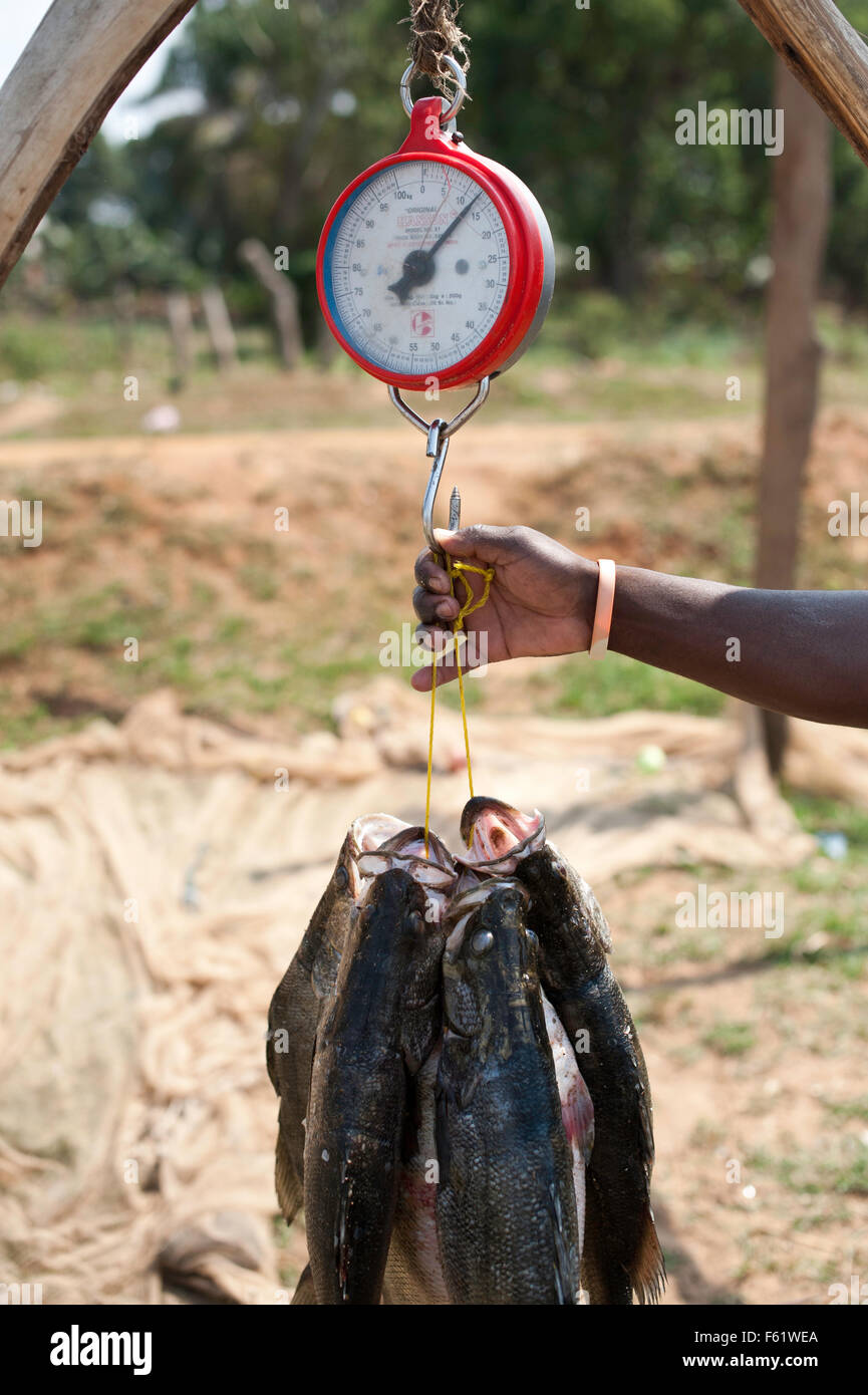 Un pescador está pesando la captura antes de venderlo en el mercado. Las Islas Ssese, Uganda. Foto de stock