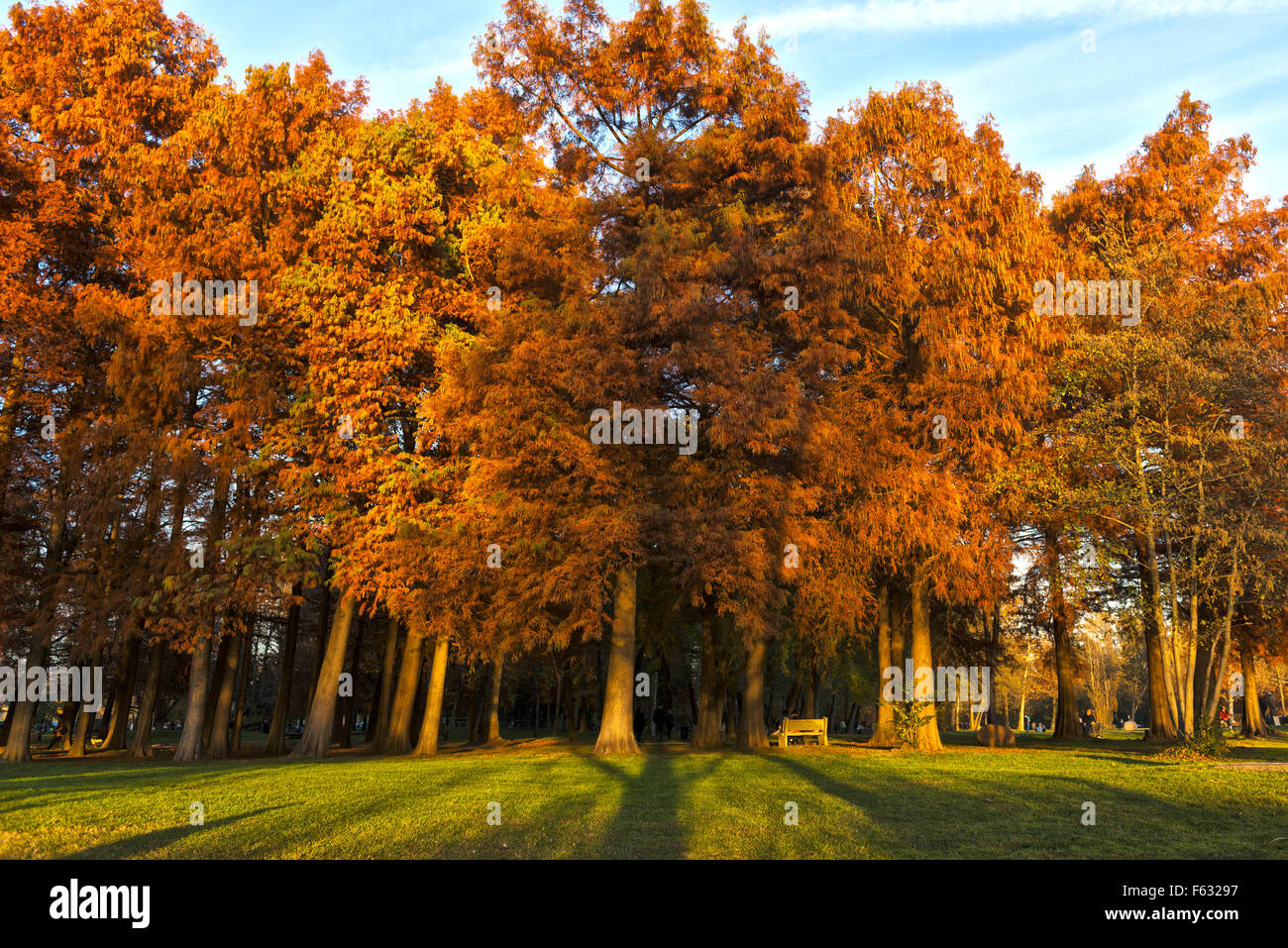 Colores de otoño en el parque en un atardecer buautiful de noviembre, Varese Foto de stock