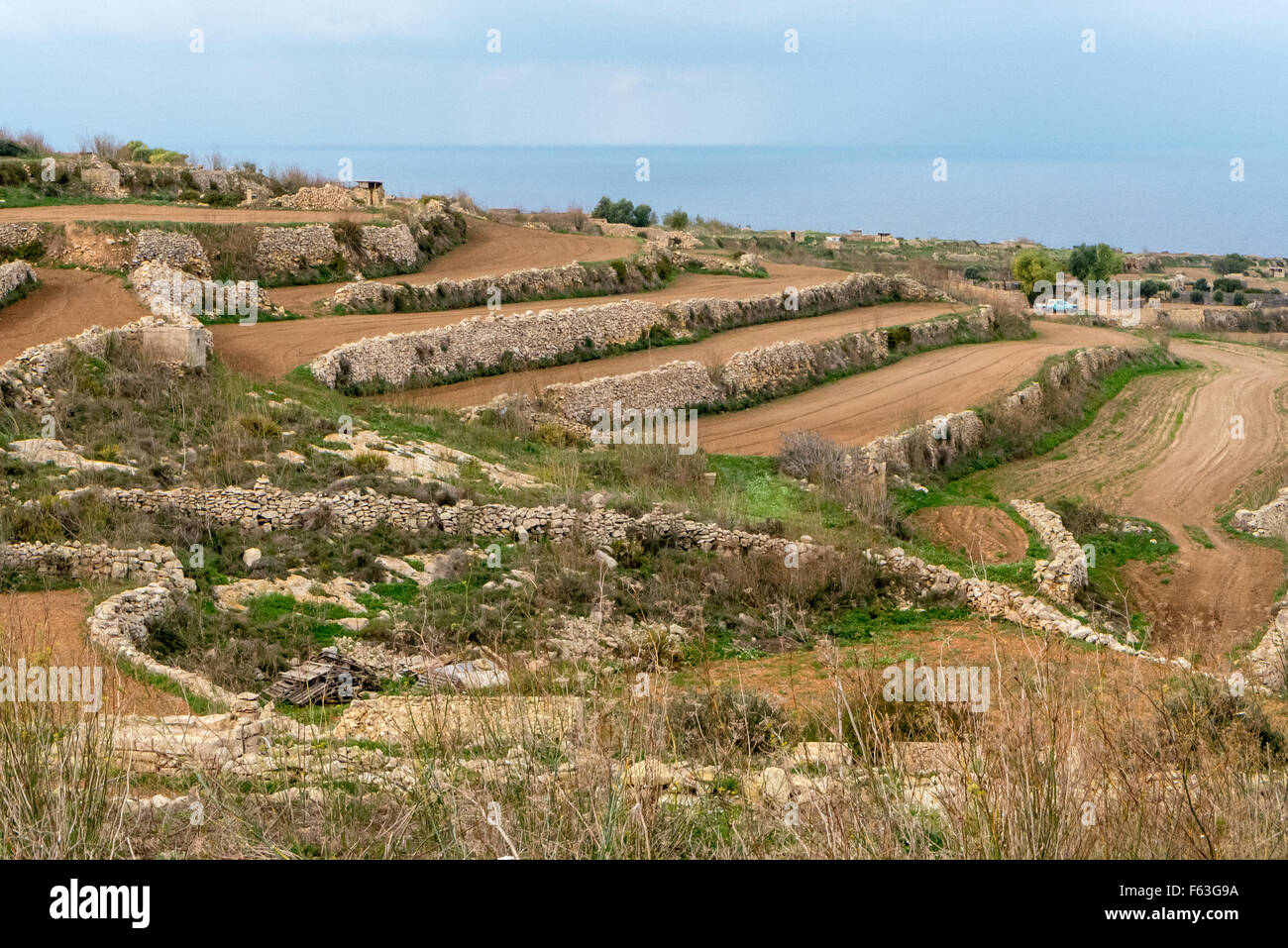 Tradicional cultivo en terrazas cerca de Ramla Bay, Gozo y Malta. Foto de stock