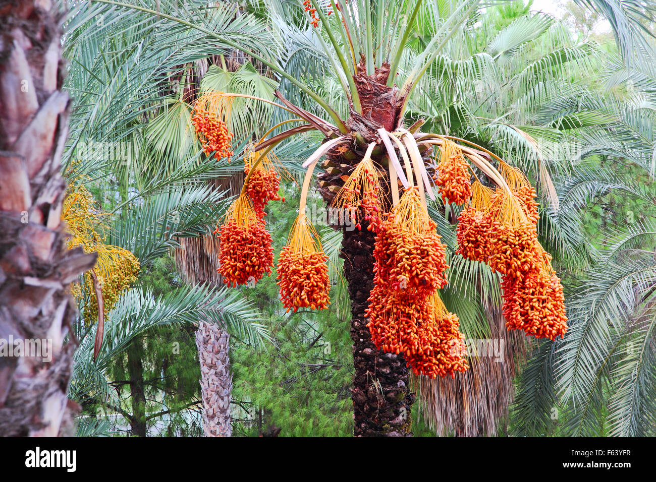 Frutos De Palmera Fotos e Imágenes de stock Alamy